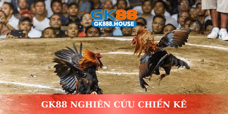 GK88 nghiên cứu chiến kê